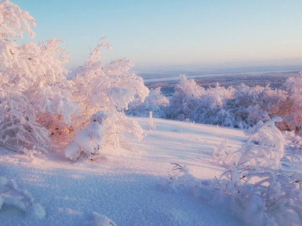 Jorjo Armania Medved