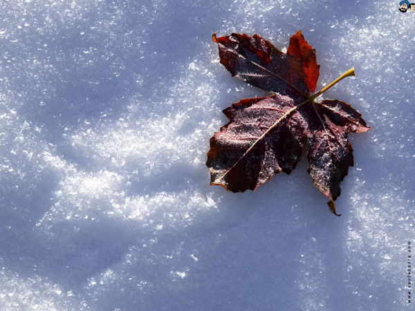 Ольга Шмыкова