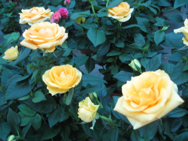 Людмила Постовик