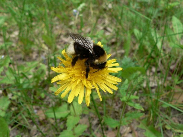 Ольга Демина