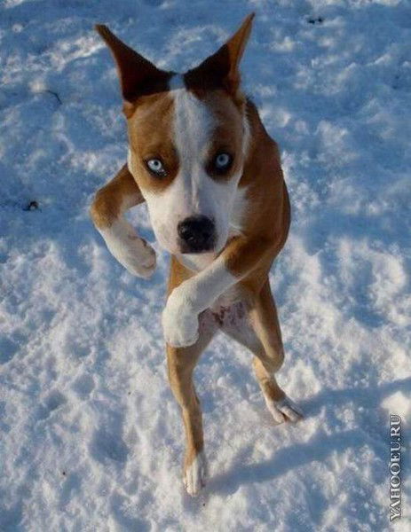 Тарас Гаврищук