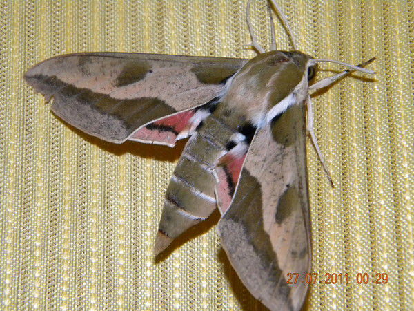 Ирина Янколн