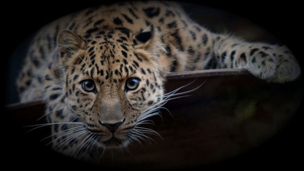 Игорь Некрасов