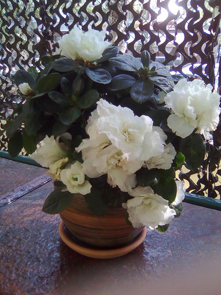 Полина Терёнова