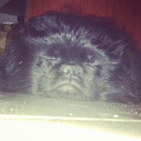 Светлана Курченко