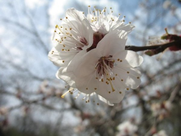 Кульмараш Кыздарбекова