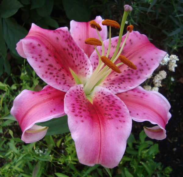 Айгерим Мукашева