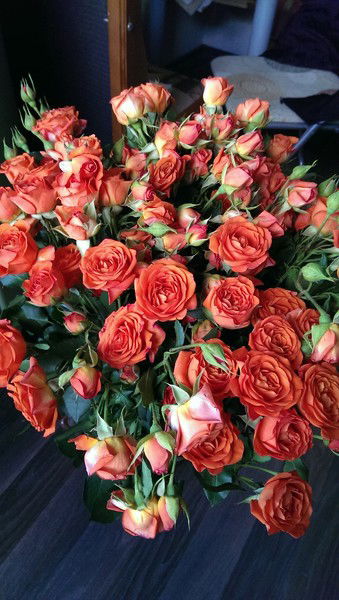 Анюта Жеребина