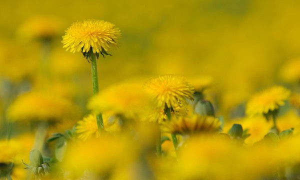 Елена Голубева