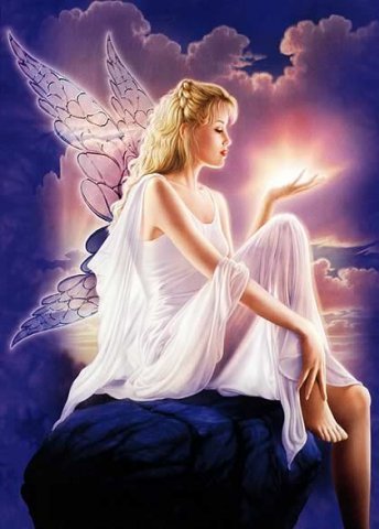 Чайка Жемчужная