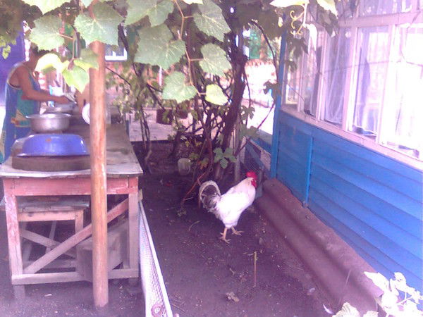 Ольга Черненкова