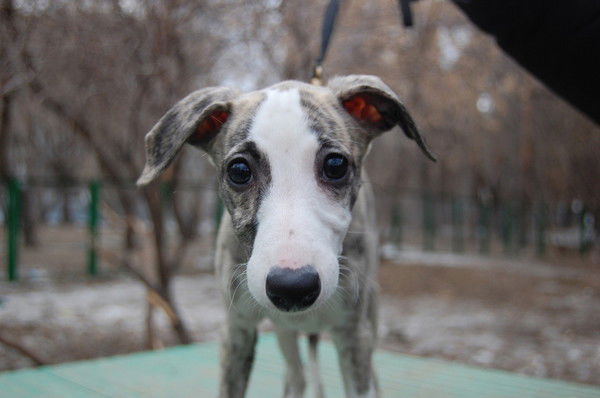 Ольга Новикова