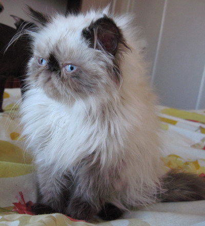 Светлана Томиленко