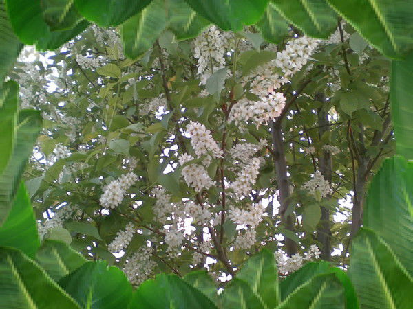 Ирина Цепилова