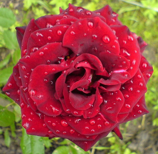 Надежда Малахова