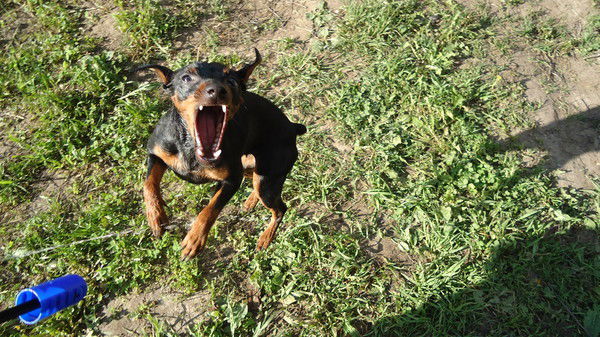 Елена Короткова