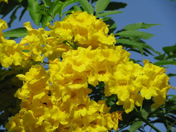 Светлана Байкалова