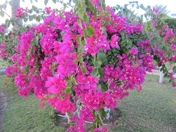 Светлана Шатрова