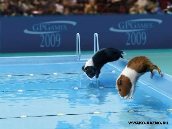 Костя Адамов