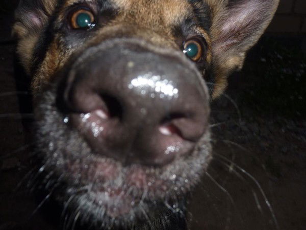 Анастасия Кудричева