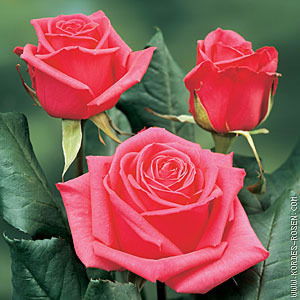 Раушан Айнакулова