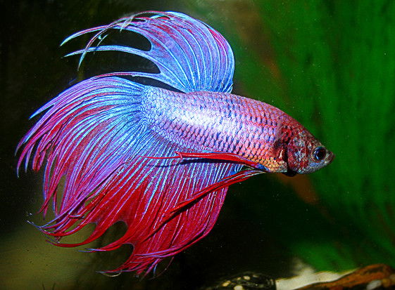 Наталья Кузнецова