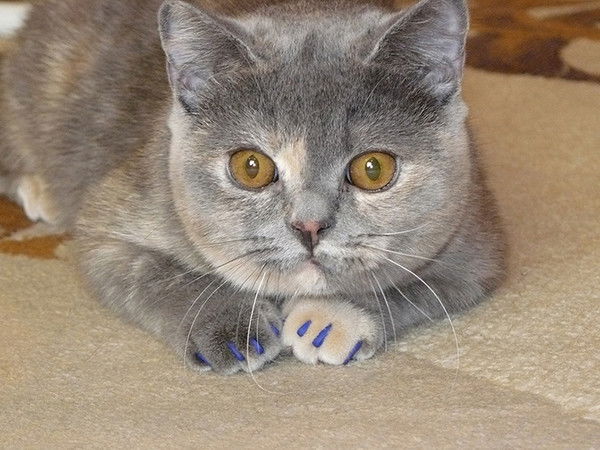 Владимир Свиридов