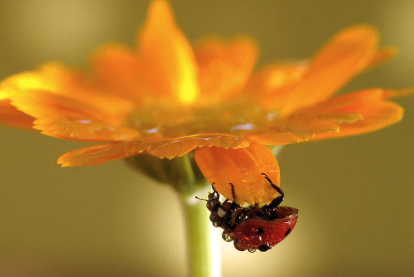 Нина Андрианова