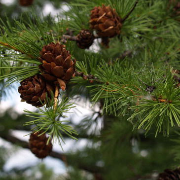 Ирина Пансионат Для Пожилых Сосновый Бор