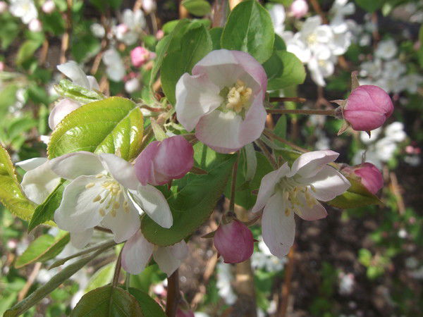 Татьяна Николаева