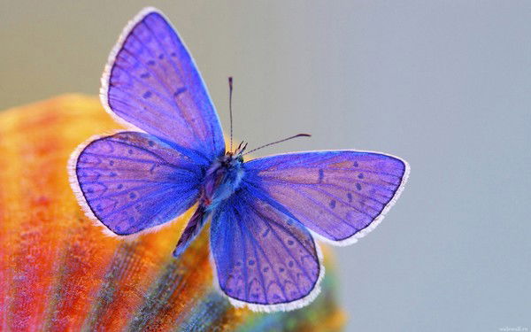 Ольга Головина