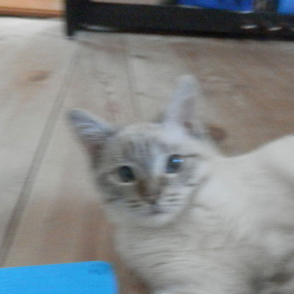 Алена Хорошева