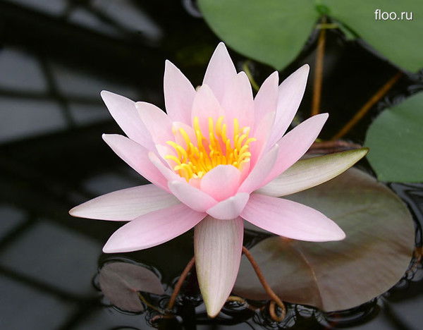 Людмила Кувшинская