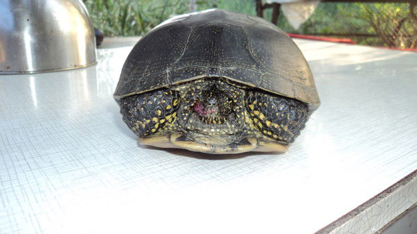 Олег Морозов