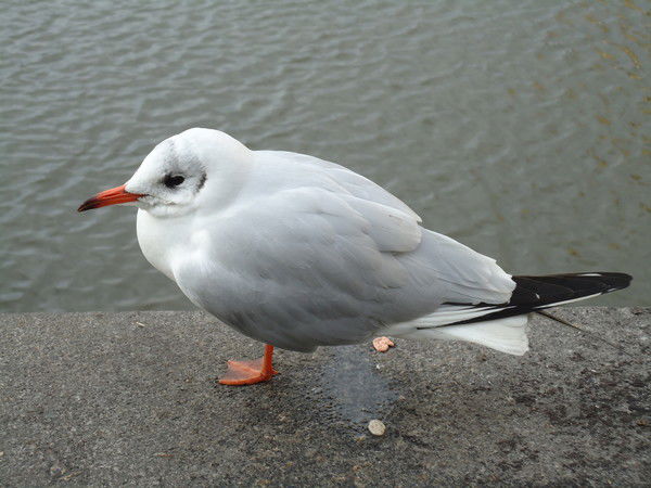 Деревянко Александр