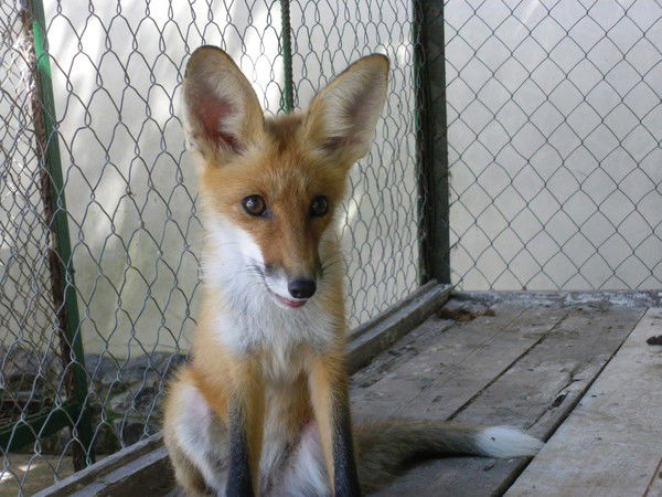 Павел Залётин