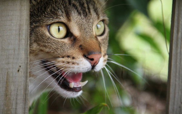 Ильгиз Валиев