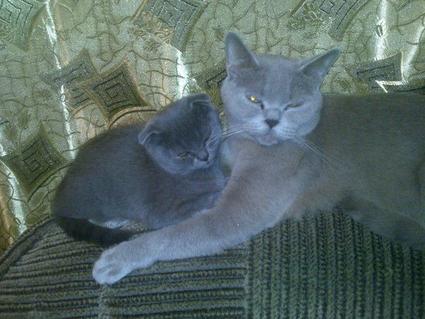 Сима Братым