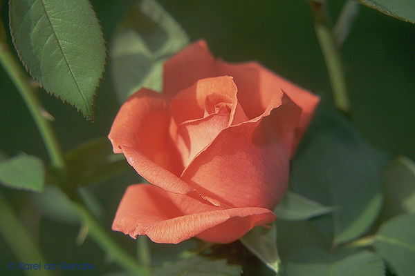 Света Горбатова