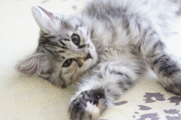 Счастье Моё Питомник Курильских Бобтейло