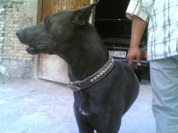 Гульсим Ахметова