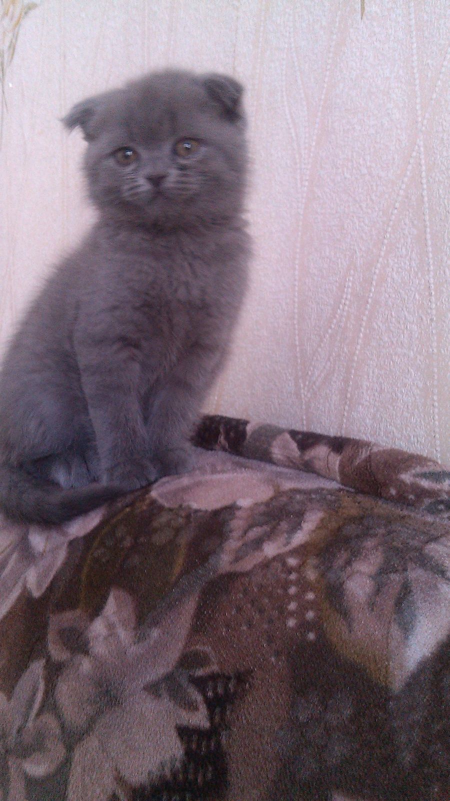 Анечка Распутина