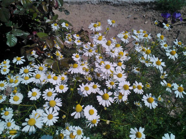 Самал Тюлегенова