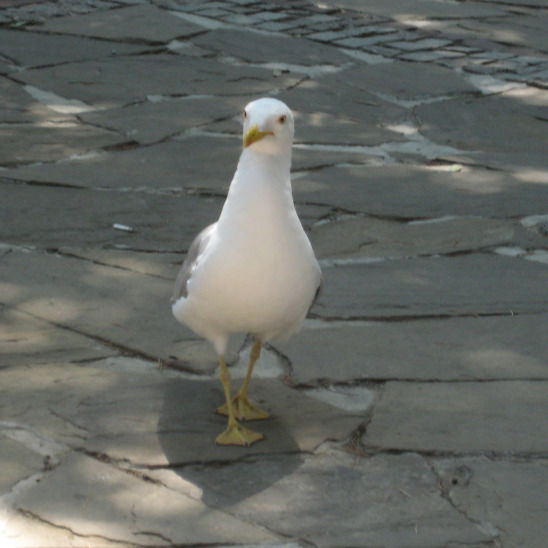 Мария Бойко