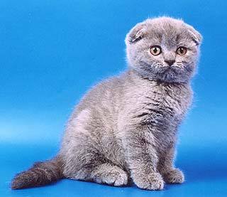 Николай Николаевич