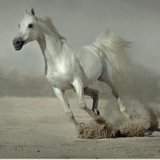 Алексей Кононенко