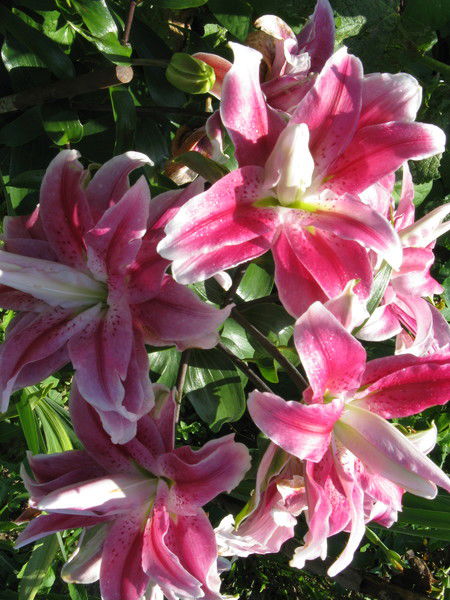 Наталия Третьякова