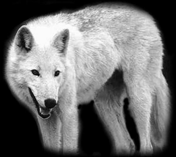 Леонид Волковинский