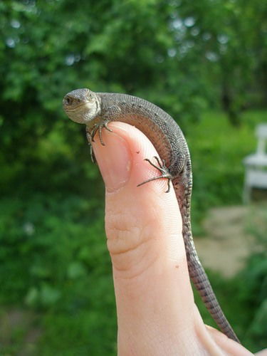 Александр Аверин