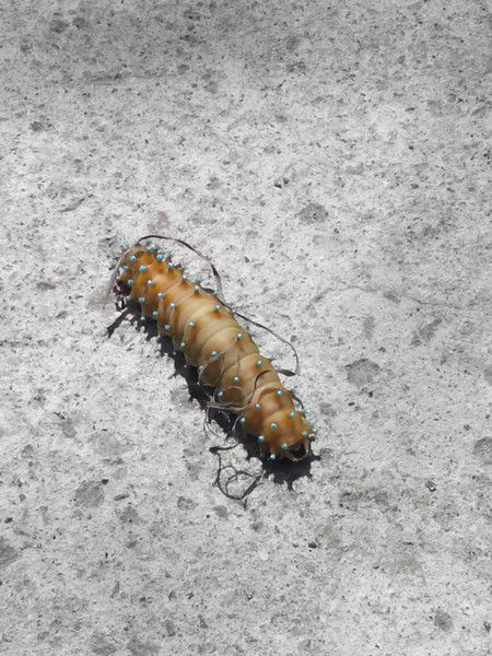 Николай Приходько